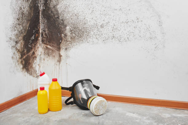 Best Residential Mold Removal  in Greenwood, LA