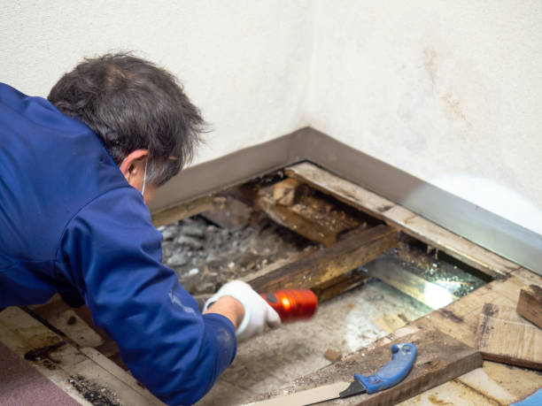 Best Emergency Mold Removal  in Greenwood, LA