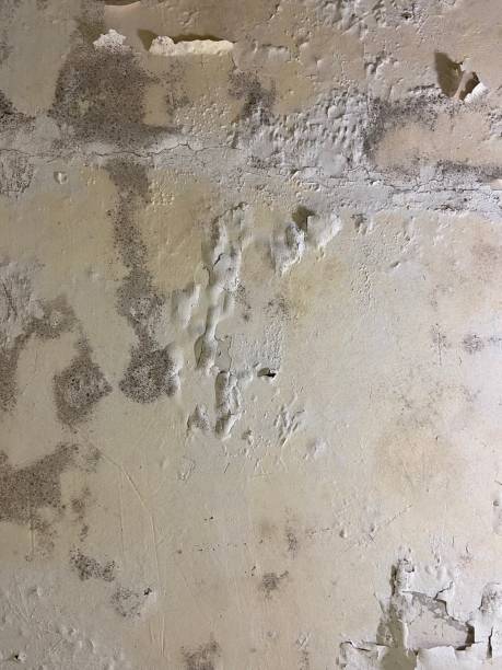 Best Mold Testing  in Greenwood, LA
