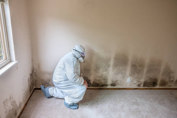 Mold Testing and Removal in Greenwood, LA