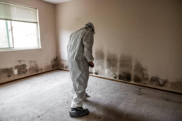 Mold Removal Process in Greenwood, LA
