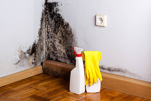 Best Mold Damage Repair  in Greenwood, LA