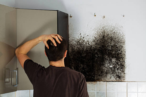 Best Crawl Space Mold Removal  in Greenwood, LA
