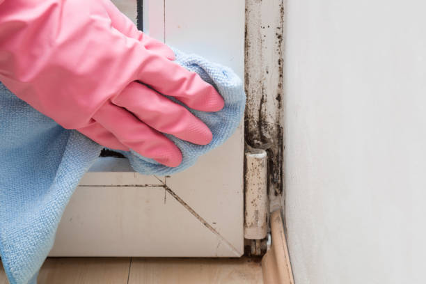 Best Mold Removal Process  in Greenwood, LA
